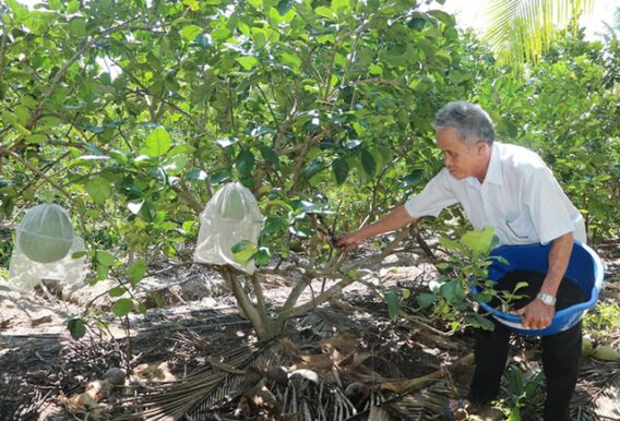 Phát triển thương hiệu cho sản phẩm nông nghiệp Bến Tre- Ảnh 1.