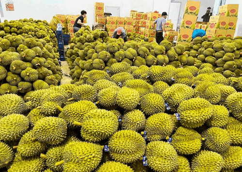 Muốn đẩy mạnh xuất khẩu, cần tuân thủ quy định quốc tế về an toàn dịch bệnh- Ảnh 2.