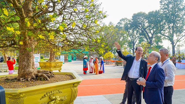 Hoàng mai Huế rực rỡ khoe sắc xuân- Ảnh 2. Hoàng mai Huế rực rỡ khoe sắc xuân- Ảnh 2.