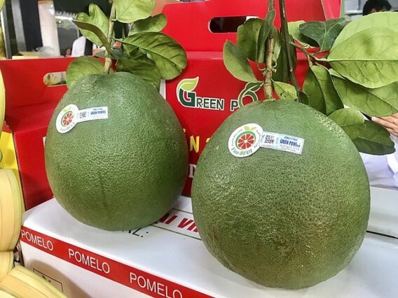 Việt Nam-New Zealand: Hợp tác kinh tế - thương mại không ngừng phát triển- Ảnh 1.