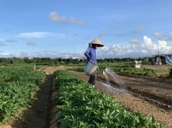 Bình Định tập trung phòng, chống hạn vụ hè thu- Ảnh 1.