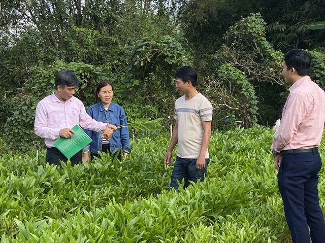 Đồng vốn nhân văn trên quê hương Ba Tơ anh hùng- Ảnh 2. Đồng vốn nhân văn trên quê hương Ba Tơ anh hùng- Ảnh 2.